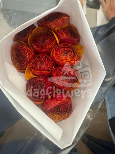 success cloni 700 mar