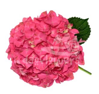 scarlet pink natural