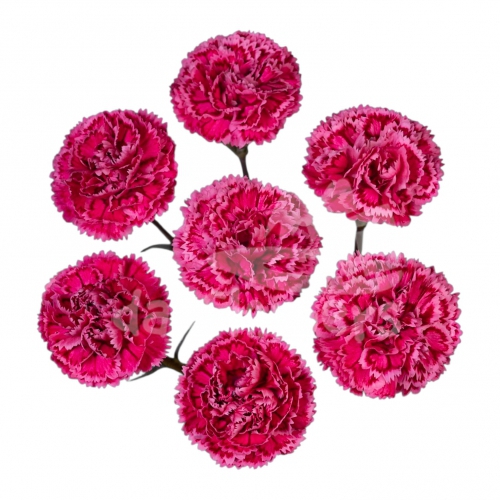 mini nobbio palette*