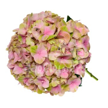 magical tender love pink natural