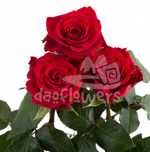 ever red