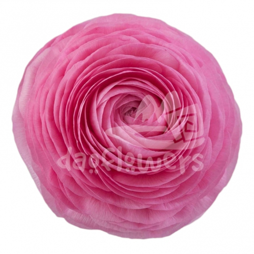 elegance Rosa Signature