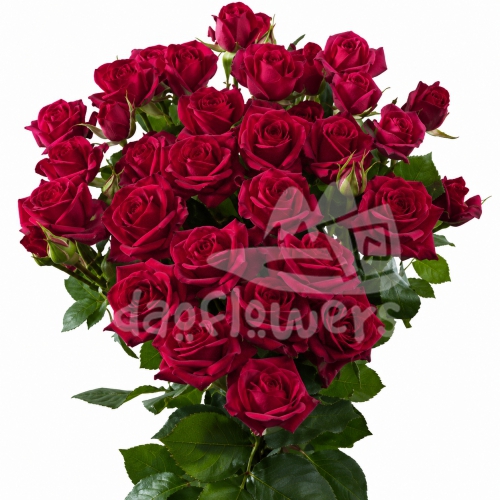 jacinda*