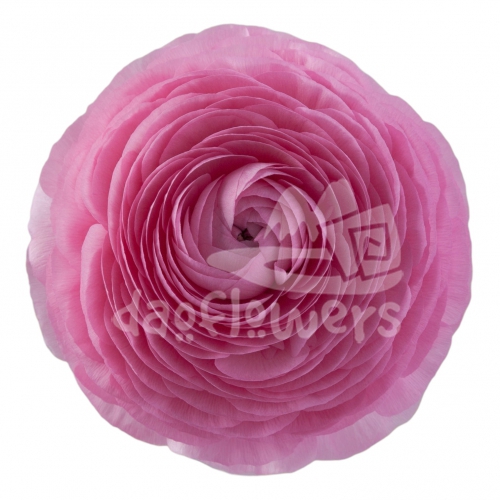 elegance Rosa Chiaro Standard