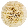 Capuccino