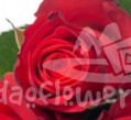 fiorella