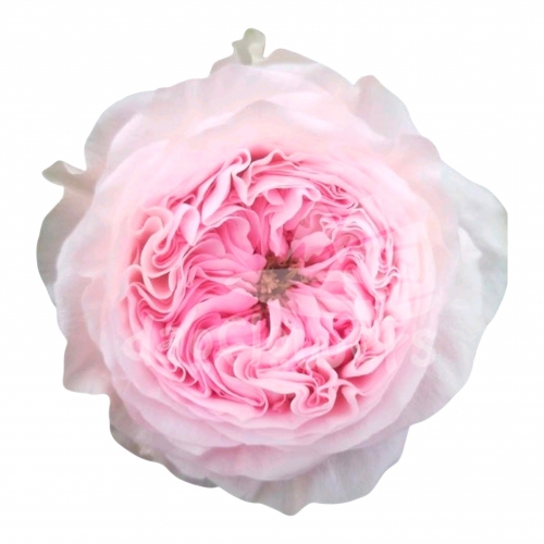 ballerina