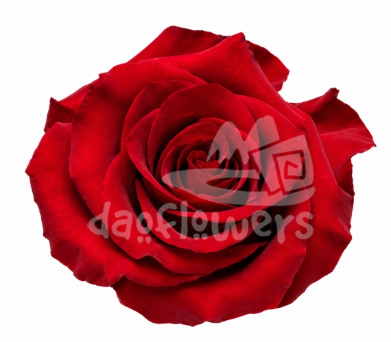 ever red