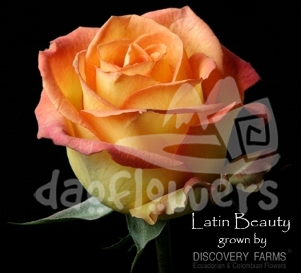 latin beauty