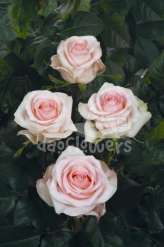 Tandrow Roses Daoflowers - wholesale flower supplier from Ecuador, Colombia and Kenya.