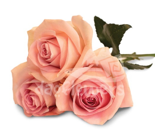 Daoflowers - wholesale flower supplier from Ecuador, Colombia and Kenya.