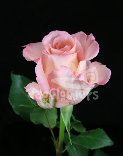 Cielo Light Pink Bulk Rose